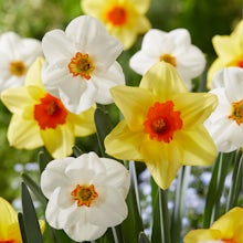 15 bulbi di narciso Tutti i mix di primavera