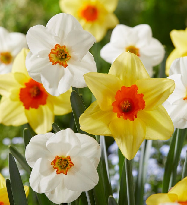 15 Bulbs of Narcissus All Spring Mix