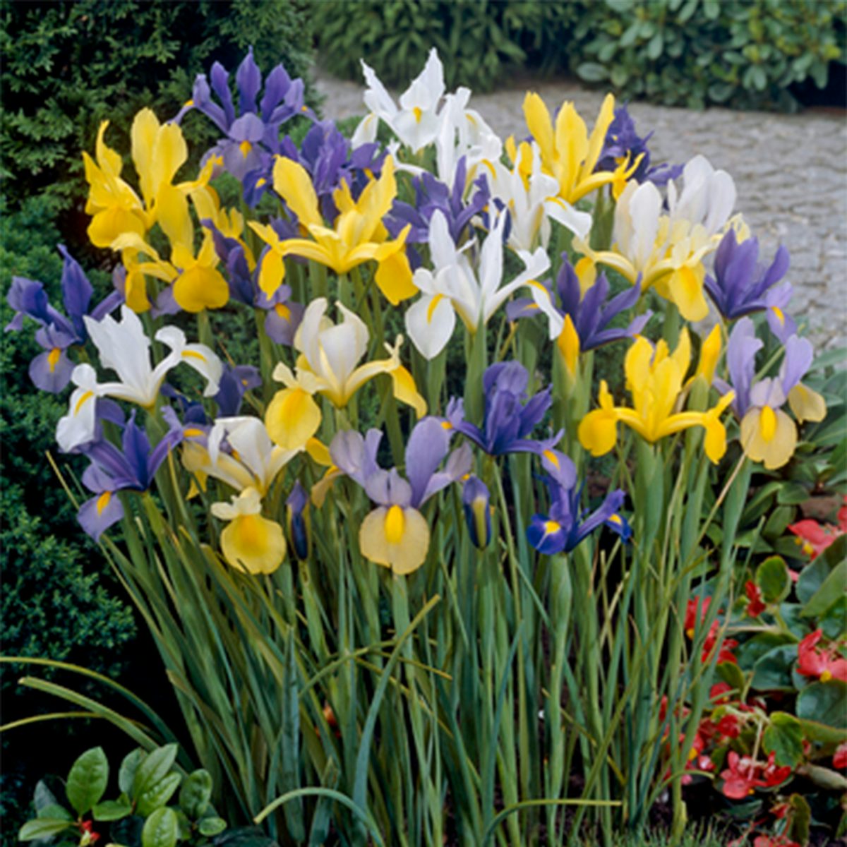 50 Zwiebeln Iris hollandica Mix