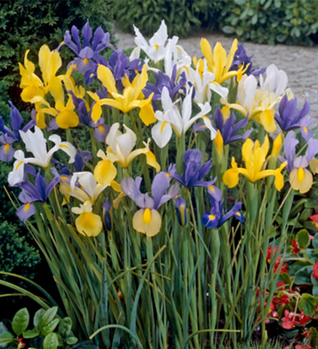 50 Bulbos de Iris hollandica Mix