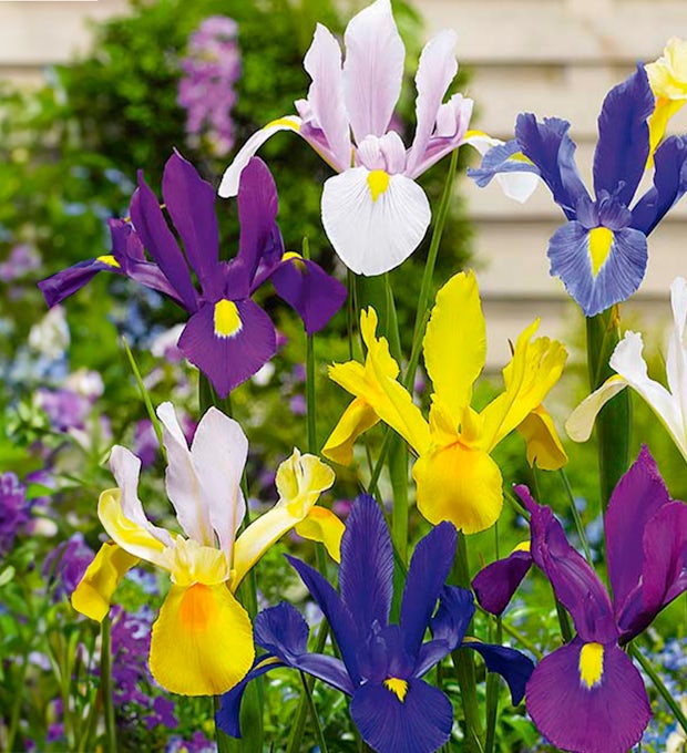 50 Zwiebeln Iris hollandica Mix