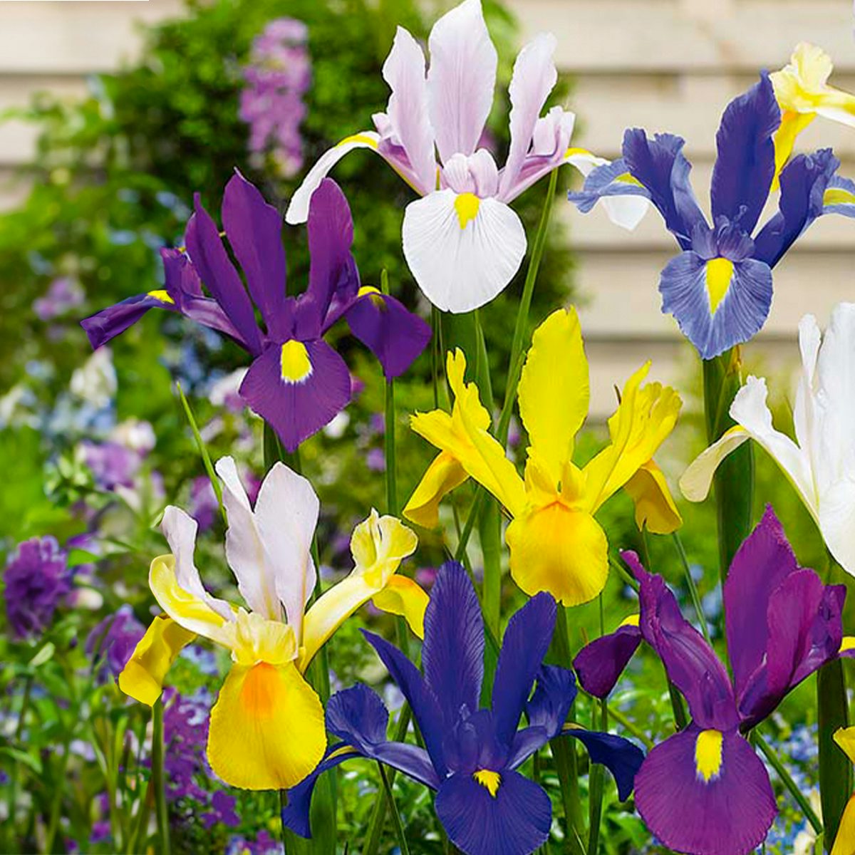 50 Iris hollandica Mix bollen