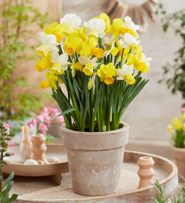 15 bolbos Narcissus Fragrant Mix