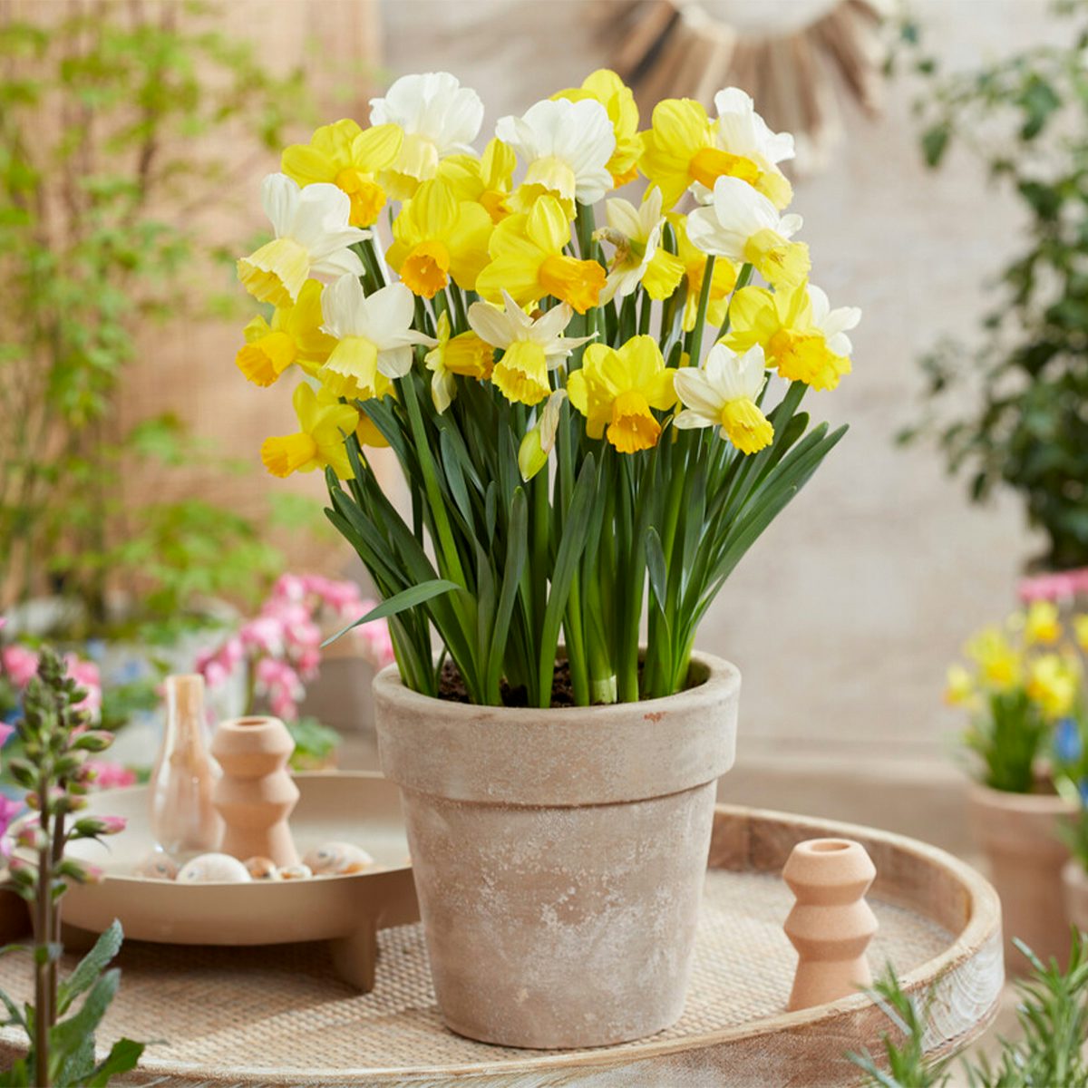 15 bolbos Narcissus Fragrant Mix