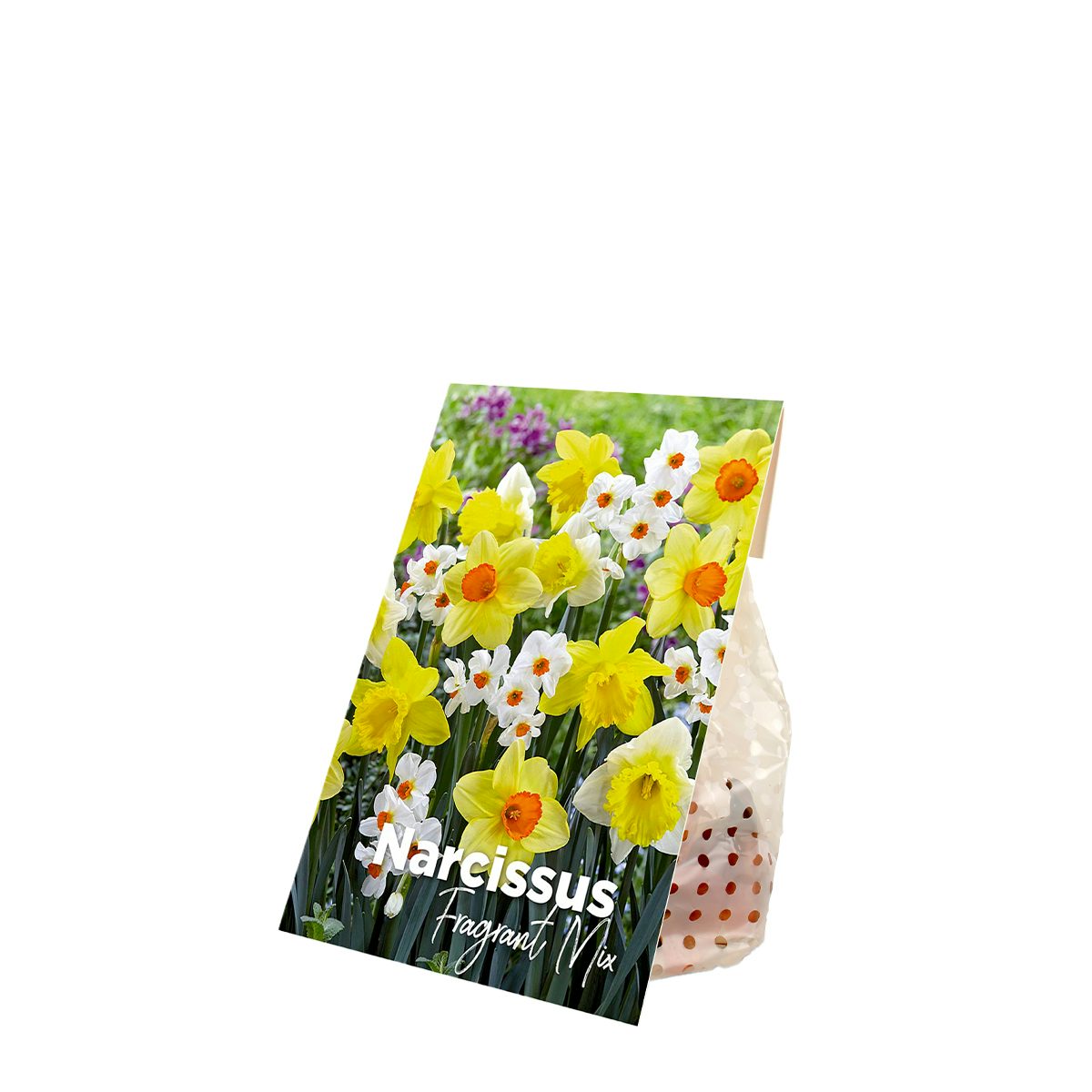 15 Bulbos de Narcissus Fragrant Mix