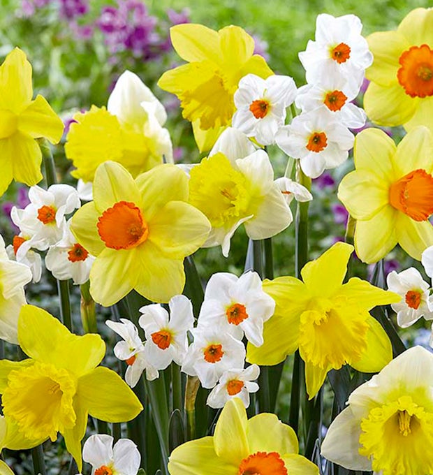 15 bolbos Narcissus Fragrant Mix