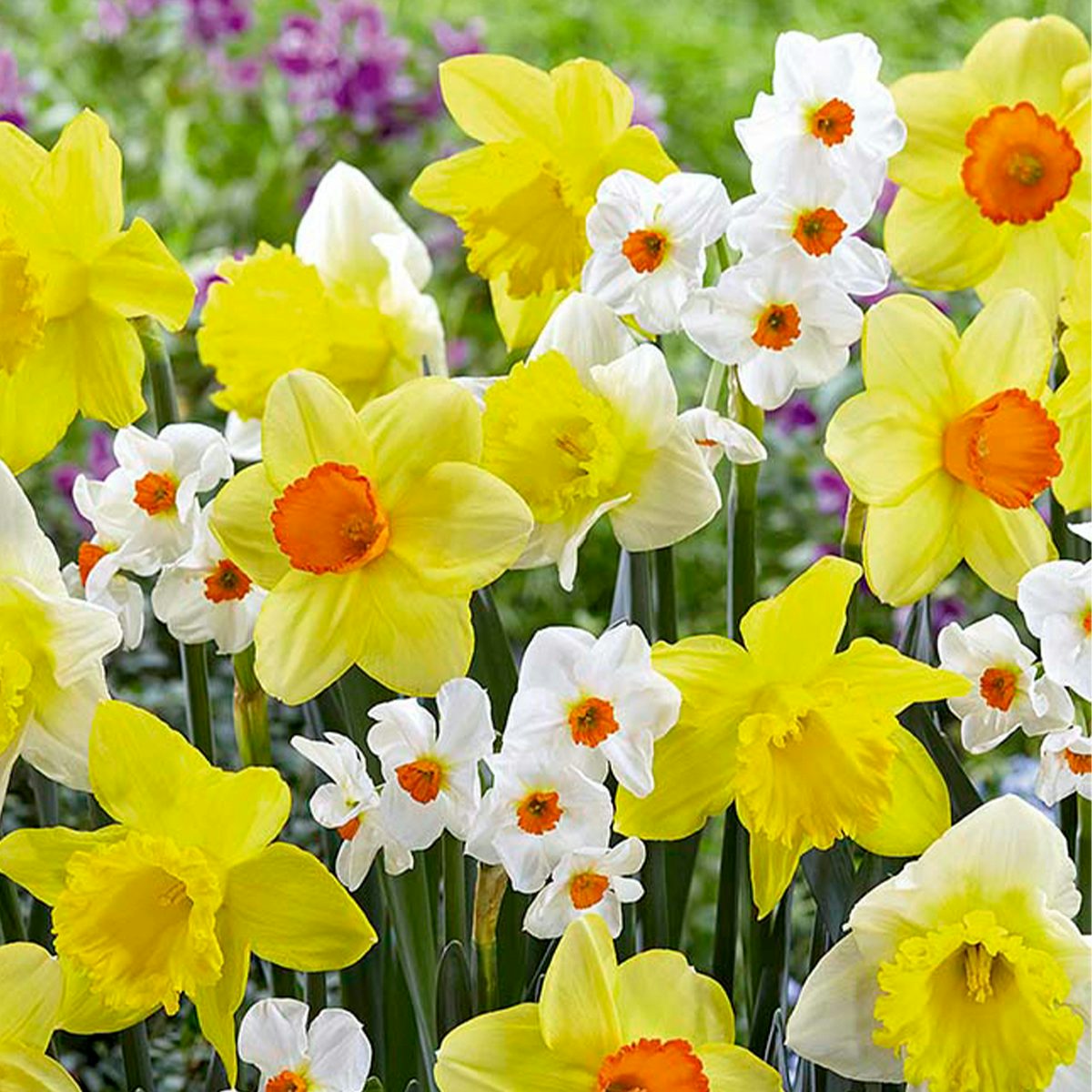 15 Bulbos de Narcissus Fragrant Mix