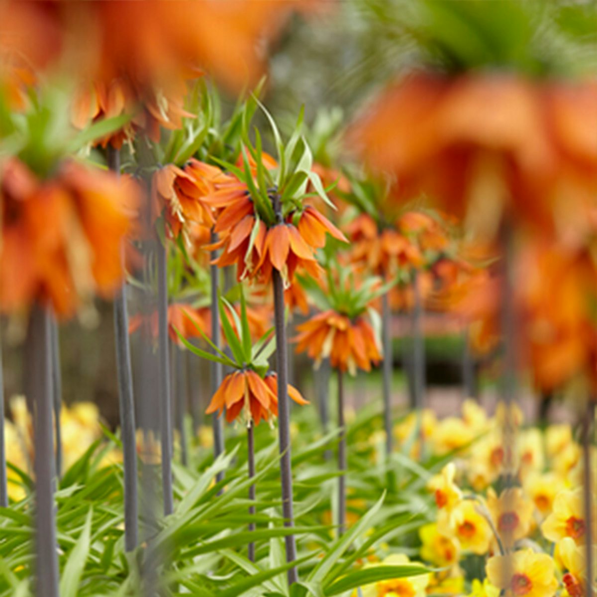 2 Bulbs of Fritillaria Orange Beauty