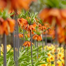 2 bollen Fritillaria Orange Beauty