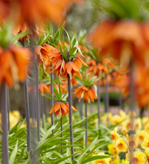 2 bolbos de Fritillaria Orange Beauty