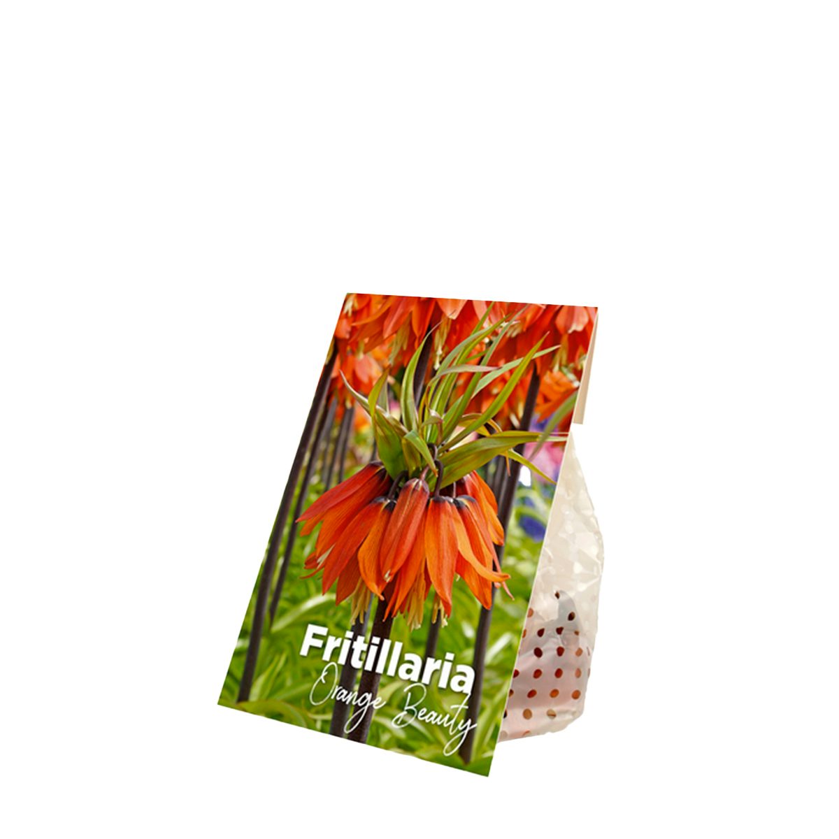 2 Bulbs of Fritillaria Orange Beauty