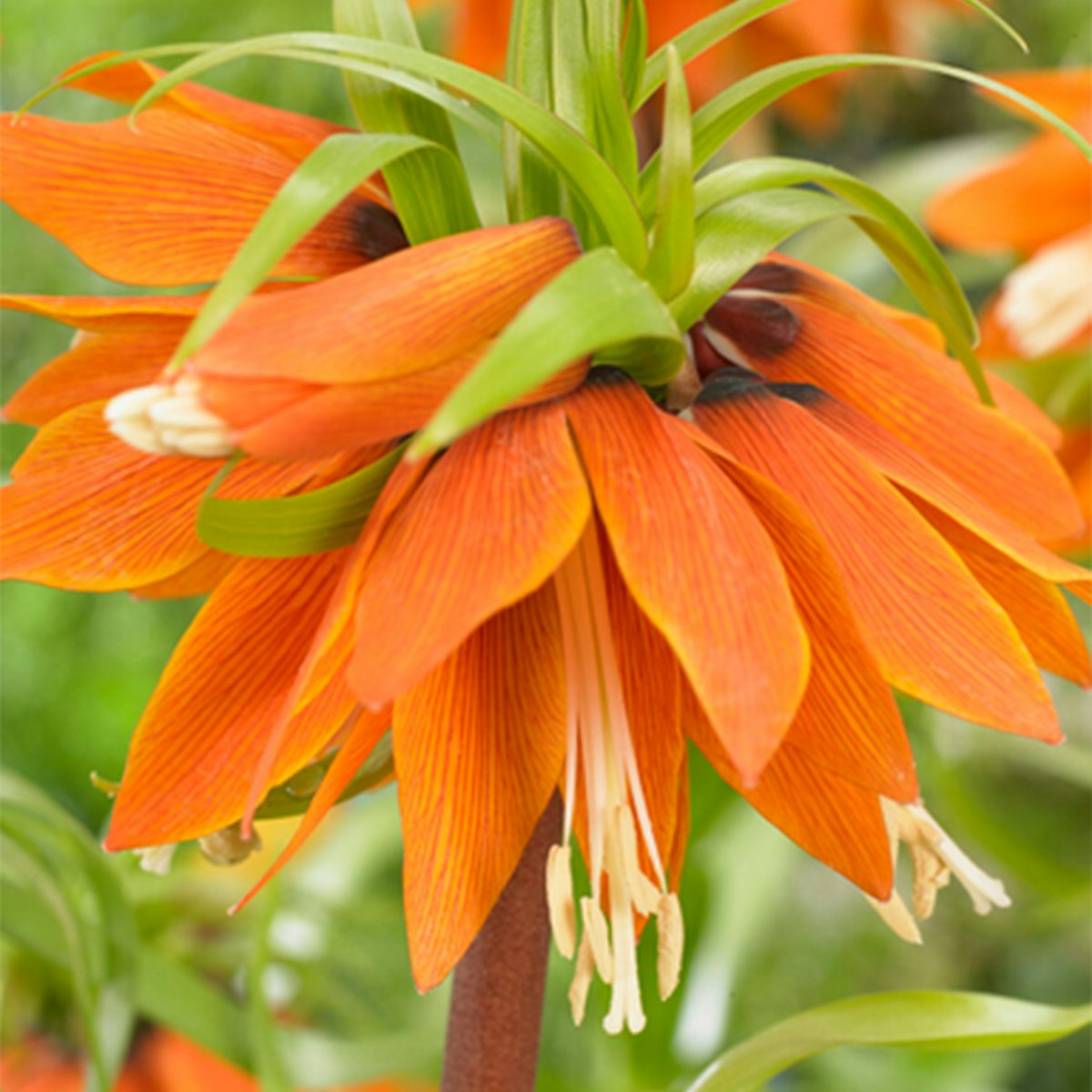 2 bulbes de Fritillaria Orange Beauty