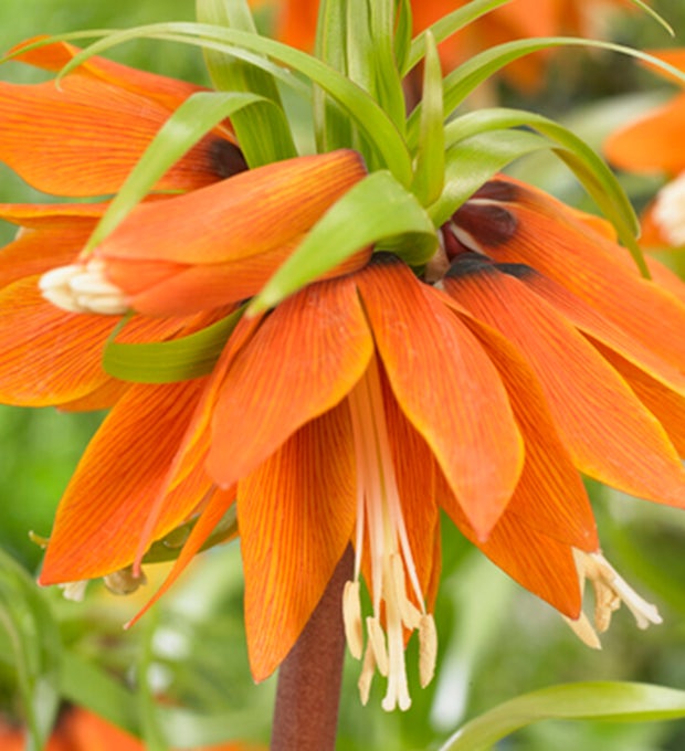 2 bulbi di Fritillaria Orange Beauty