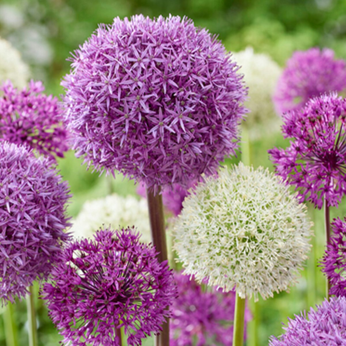 15 Zwiebeln von Allium Purple Sensation