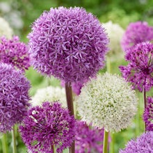 15 bolbos de Allium Purple Sensation