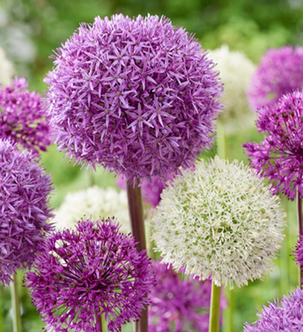 15 løg af Allium Purple Sensation