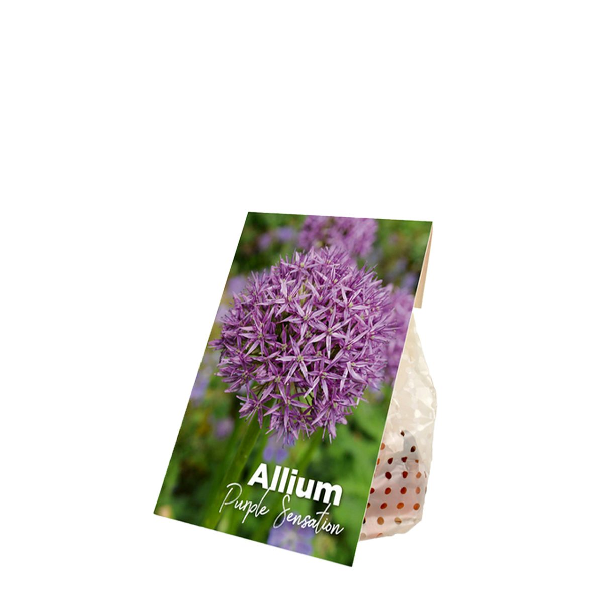 15 løg af Allium Purple Sensation