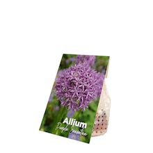 15 луковиц Allium Purple Sensation