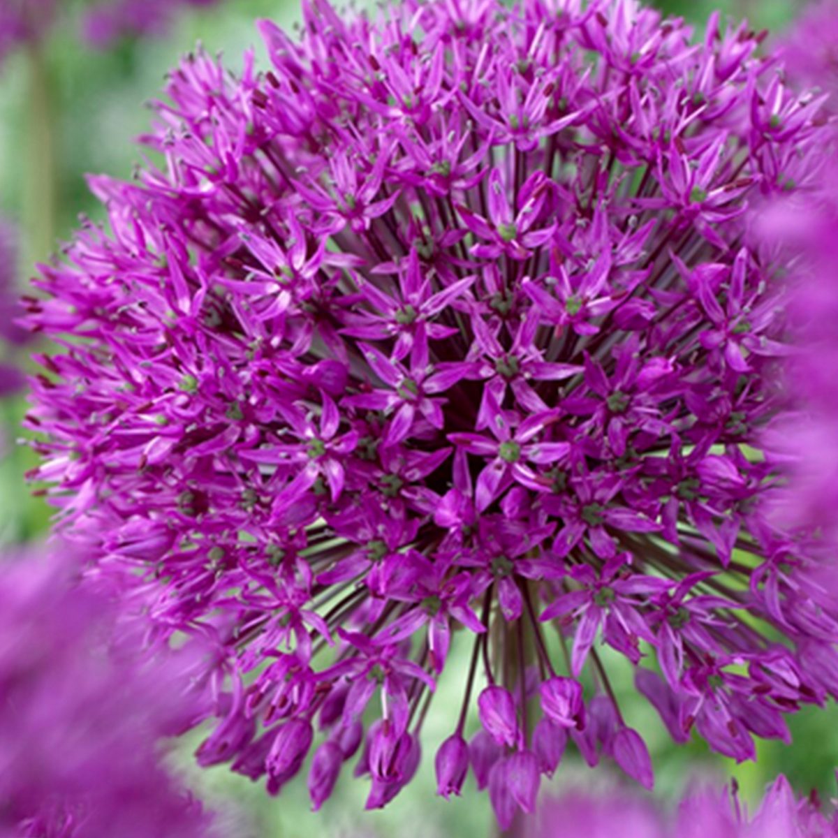 15 bulbs of Allium Purple Sensation