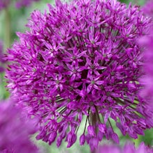 15 Bulbos de Allium Purple Sensation