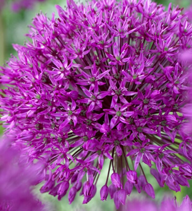 15 bolbos de Allium Purple Sensation