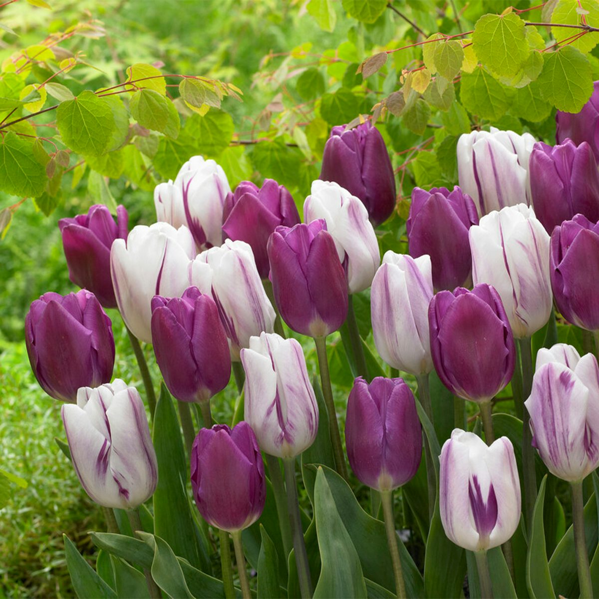 20 Tulpenbollen Purper Mix