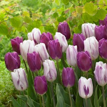 20 Tulip bulbs Purper Mix