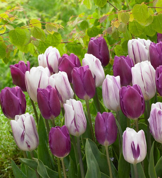 20 bolbos de tulipas Purper Mix