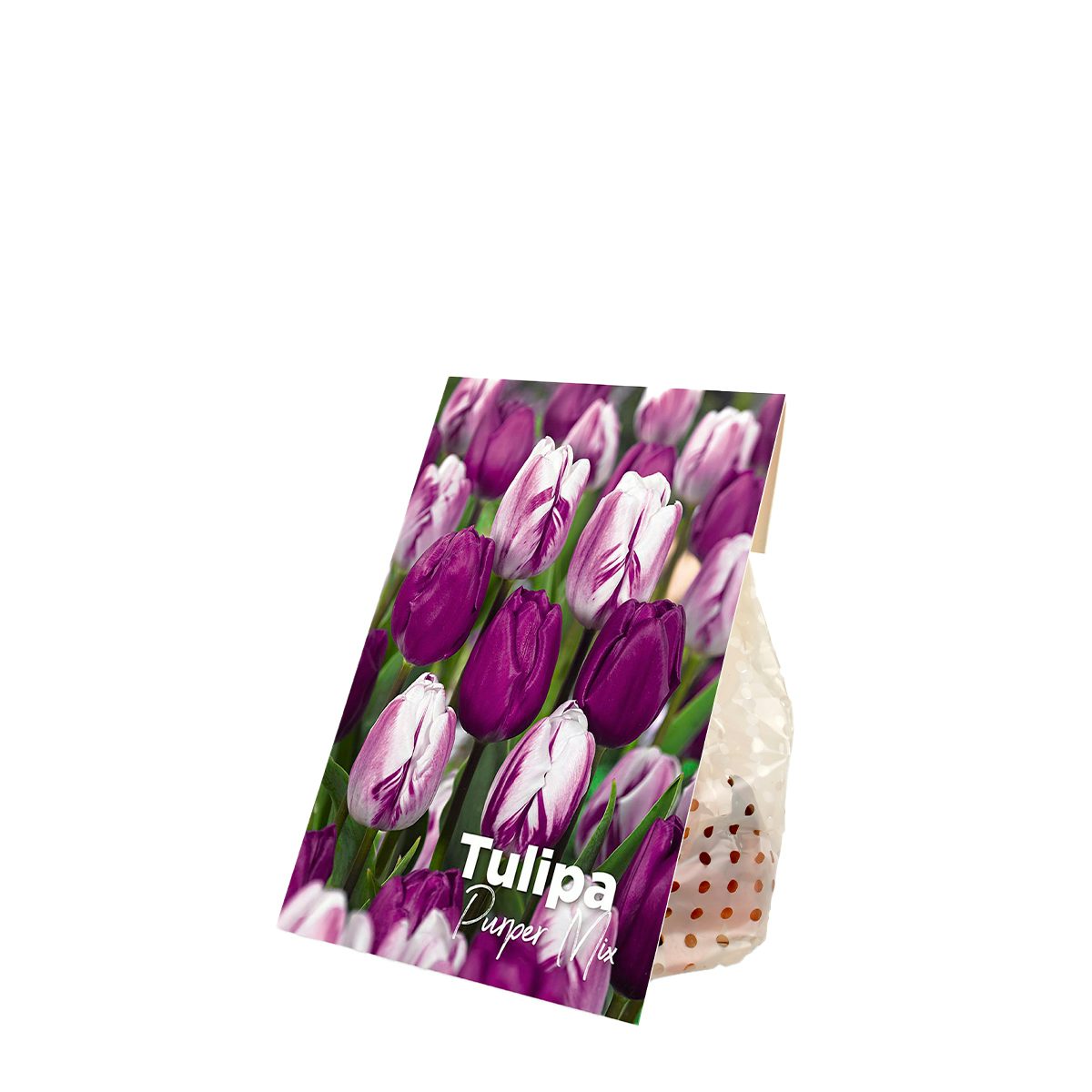 20 bolbos de tulipas Purper Mix