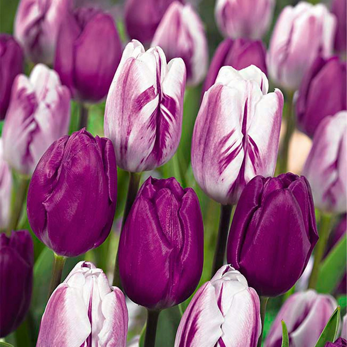 20 bolbos de tulipas Purper Mix