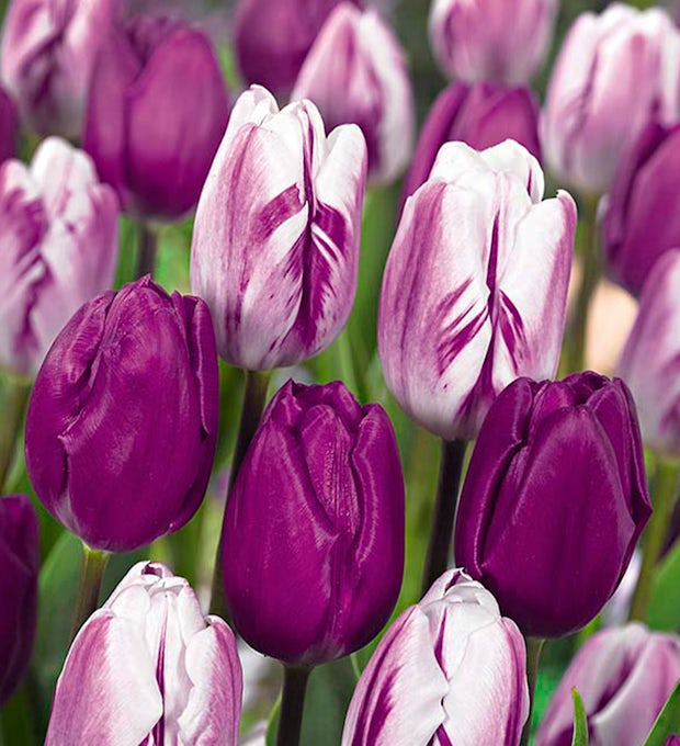 20 bulbes de tulipes Purper Mix