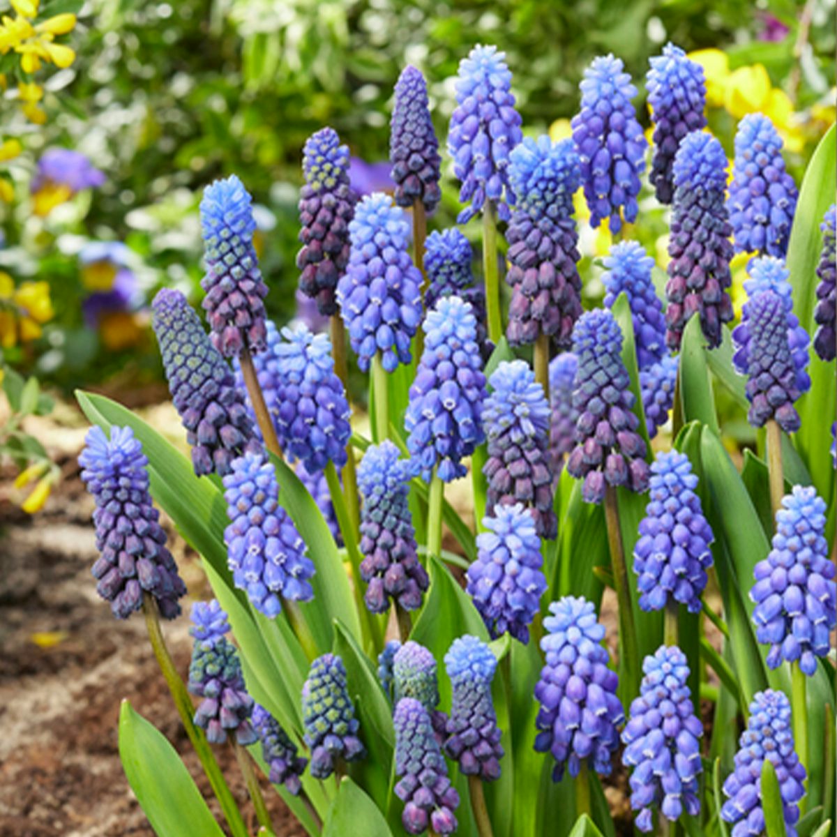 50 Muscari Armeniacum bulbs