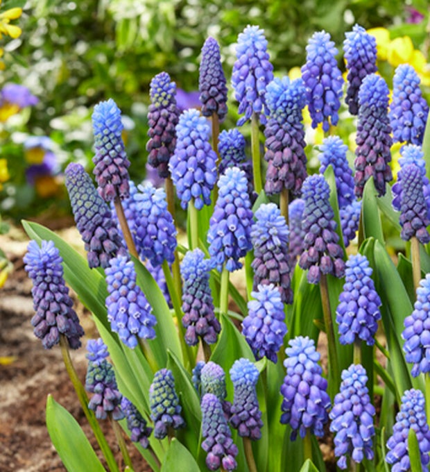 50 bolbos de Muscari Armeniacum