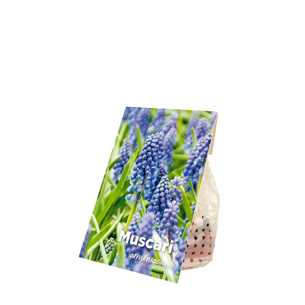 50 Bulbos de Muscari Armeniacum