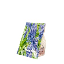 50 Zwiebeln Muscari Armeniacum