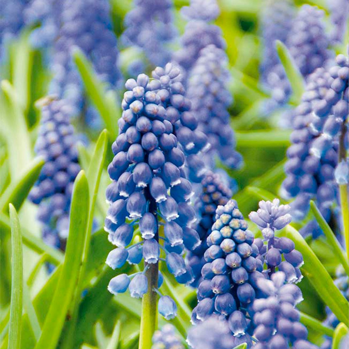 50 bolbos de Muscari Armeniacum