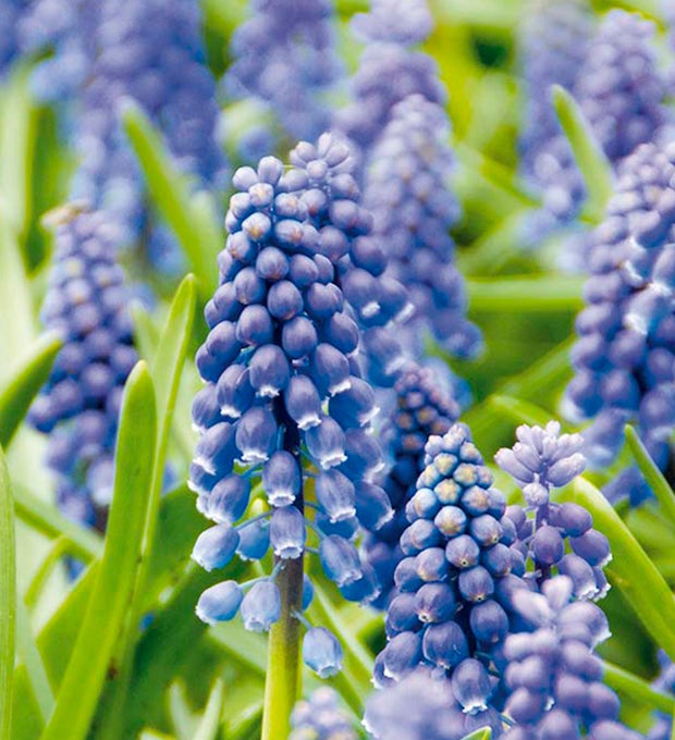 50 bulbi di Muscari Armeniacum