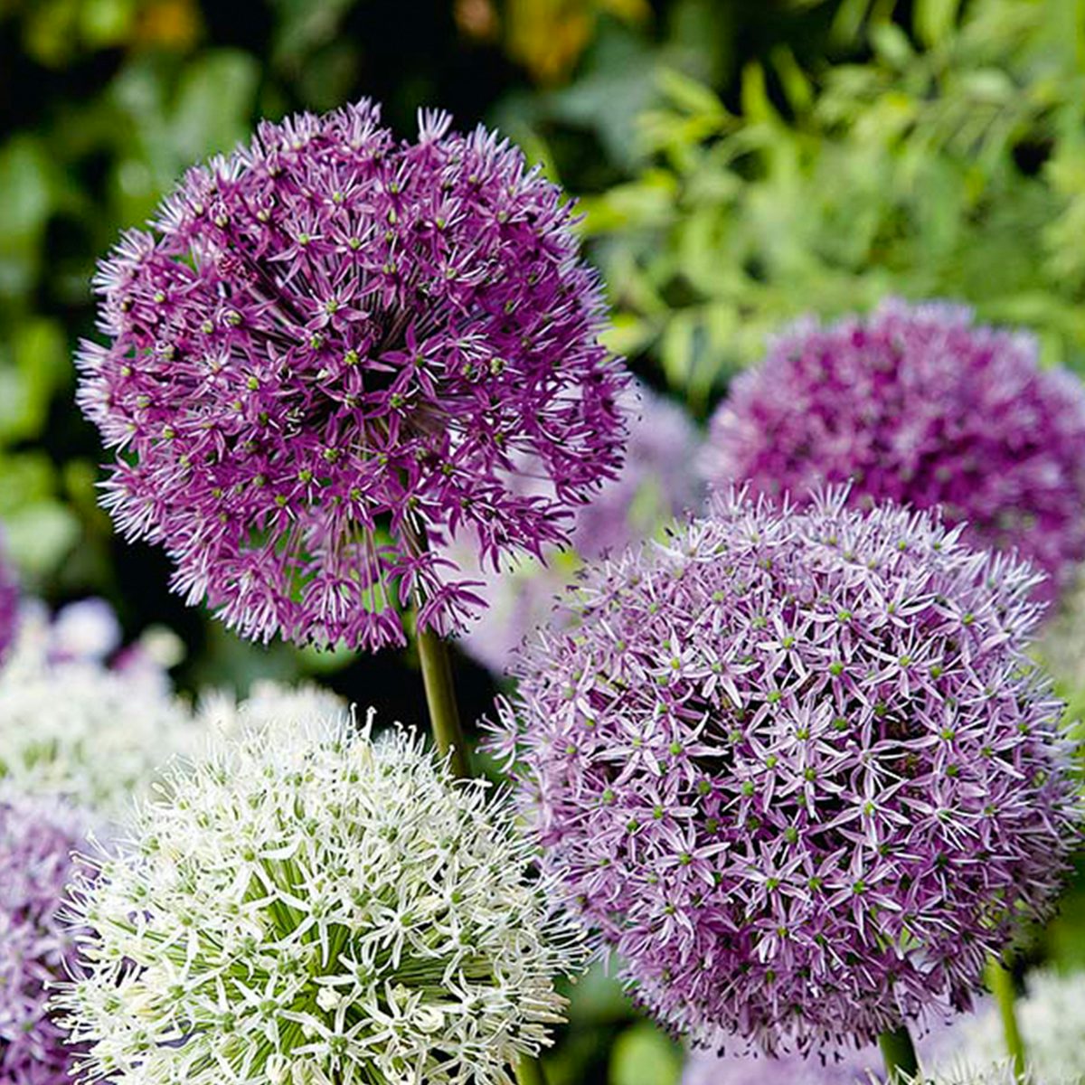 15 løg af Allium Fantasia Mix