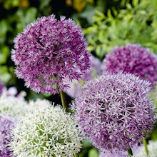 15 løg af Allium Fantasia Mix