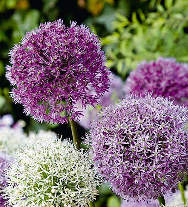 15 løg af Allium Fantasia Mix