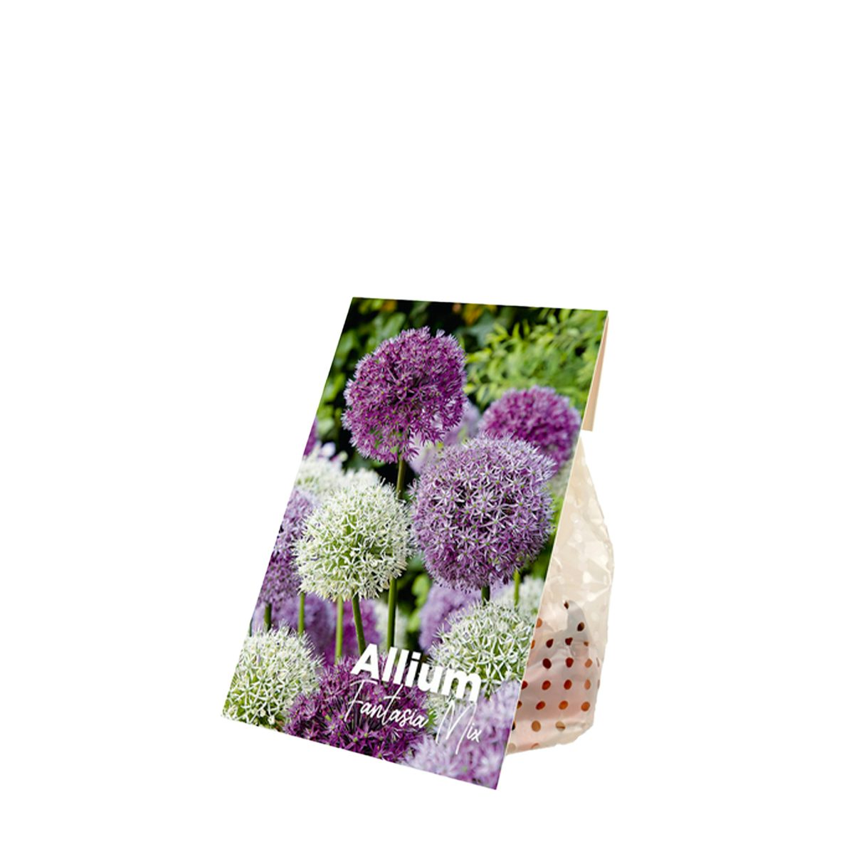 15 bolbos de Allium Fantasia Mix