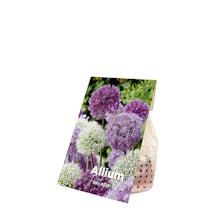 15 bulbes d'Allium Fantasia Mix