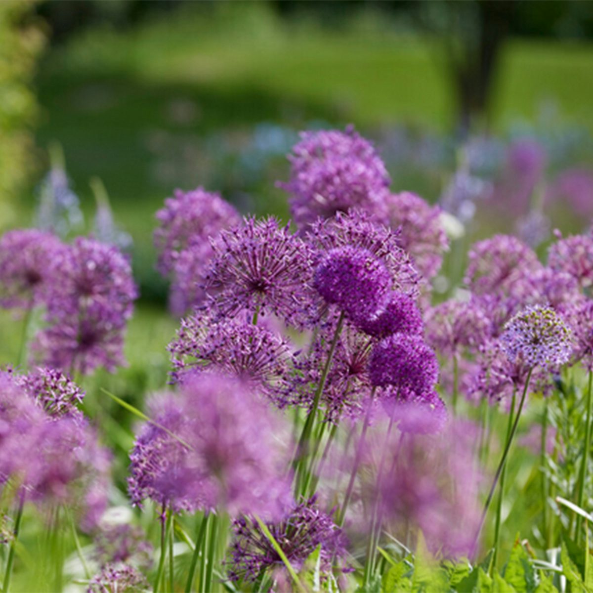 15 bolbos de Allium Fantasia Mix