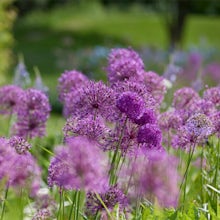 15 bulbs of Allium Fantasia Mix