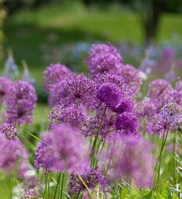 15 lökar av Allium Fantasia Mix