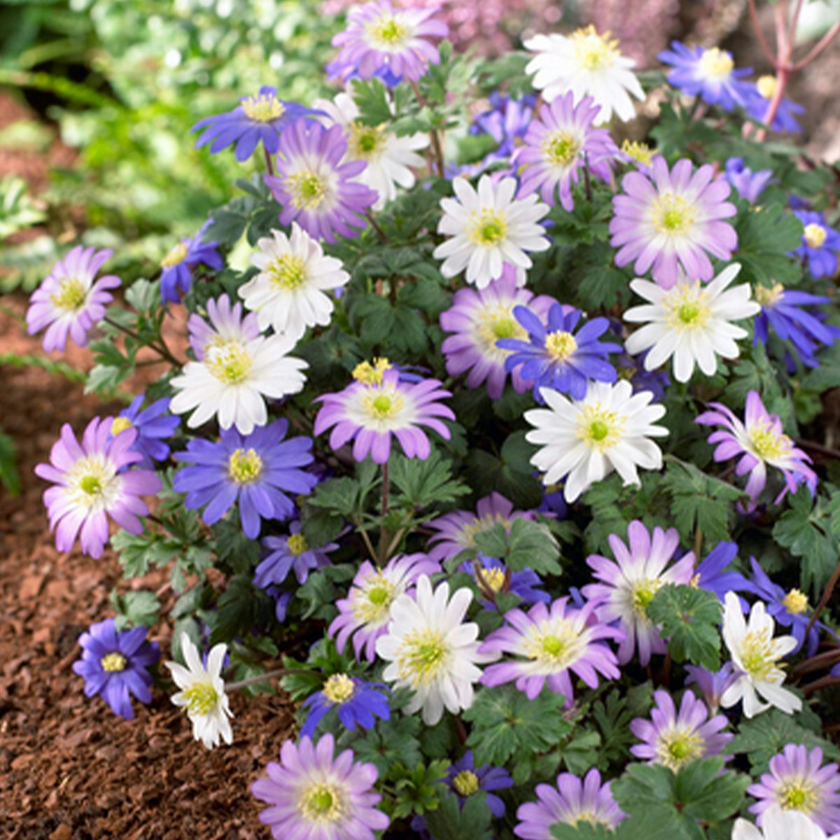 50 cibulí Anemone blanda Mix