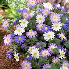 50 Zwiebeln von Anemone blanda Mix