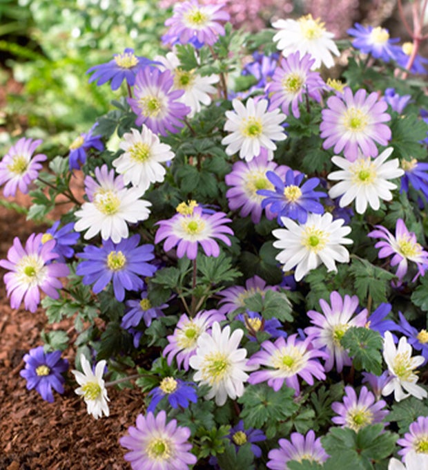 50 Zwiebeln von Anemone blanda Mix