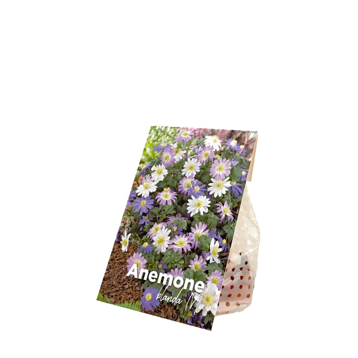 50 cebulek Anemone blanda Mix