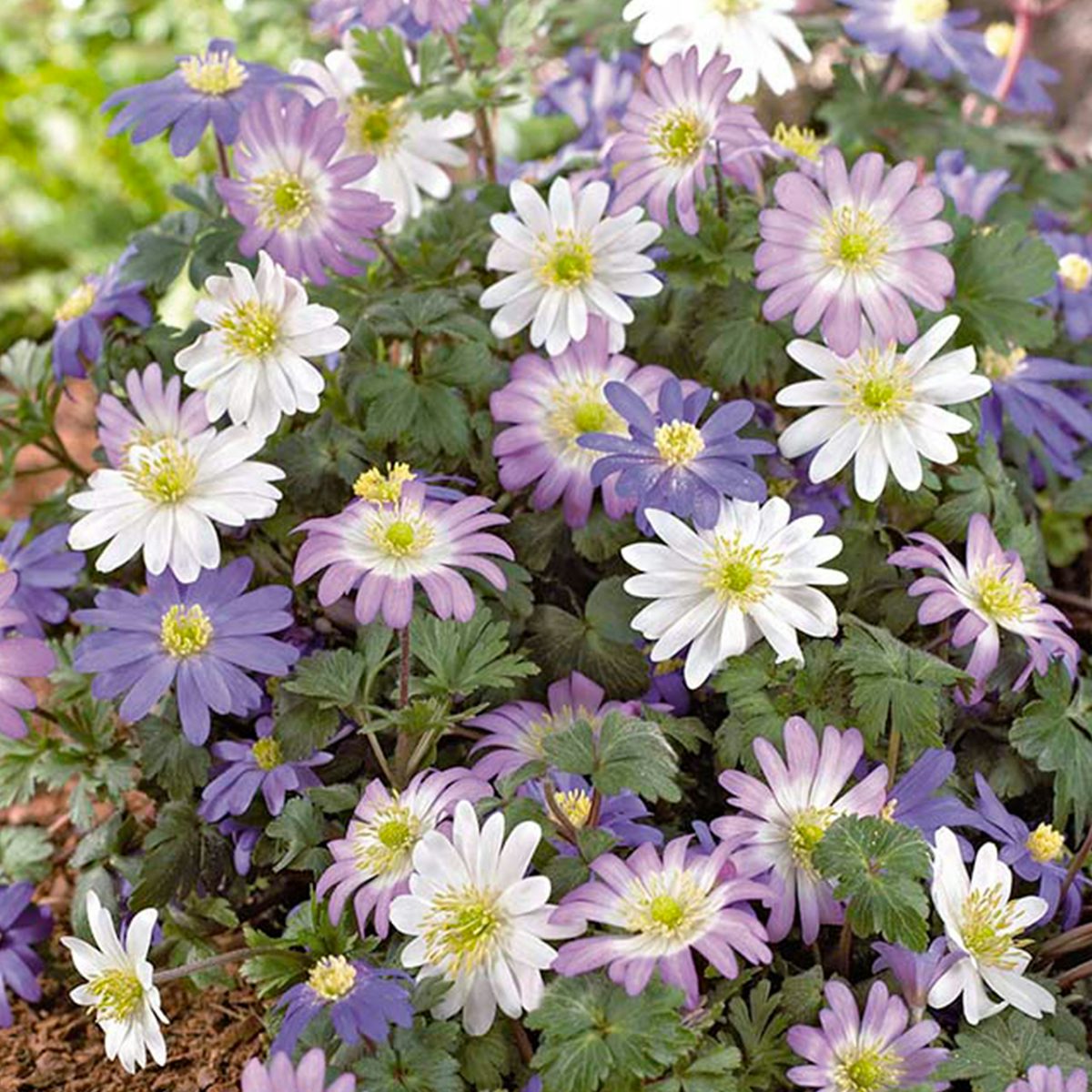 50 cebulek Anemone blanda Mix